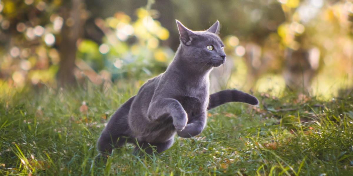 Un gato ruso azul corriendo enérgicamente.