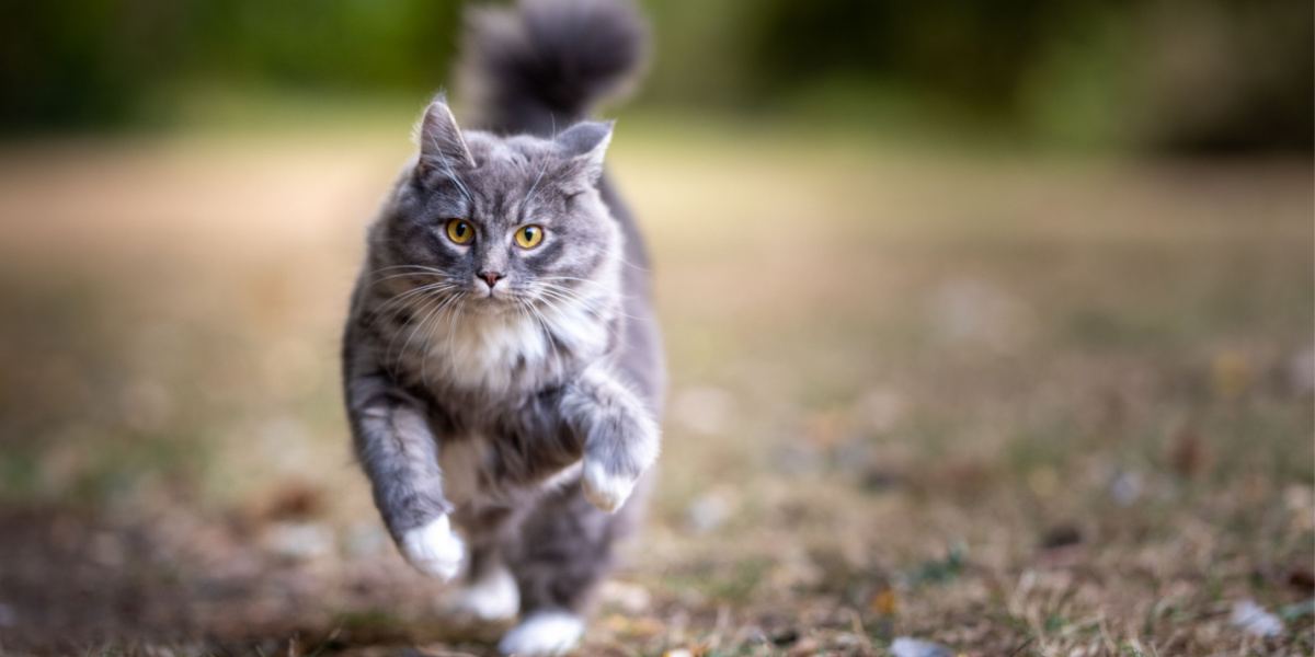 Una imagen que captura la energía y el entusiasmo de un gato atigrado azul en movimiento.