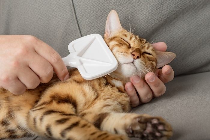 Una persona cepillando suavemente el pelaje de un gato contento.