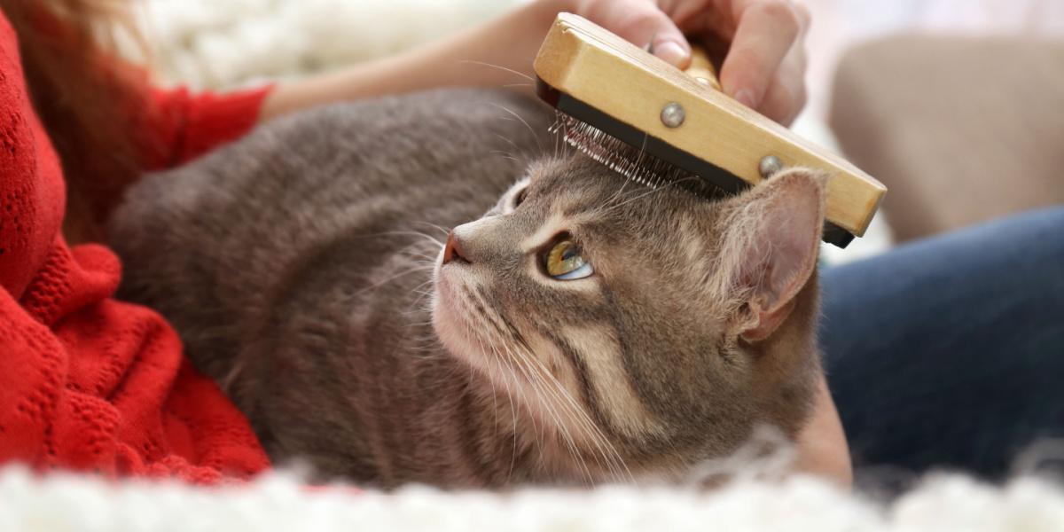 Una persona cepilla suavemente el pelaje de un gato con un cepillo especializado para mascotas, eliminando el pelo suelto y creando un momento de unión entre la persona y el gato que ronronea contento.