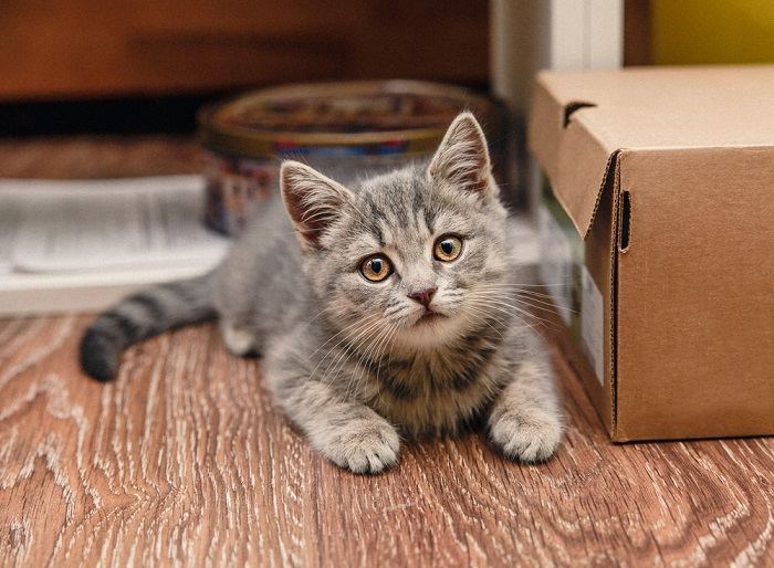 Gato enérgico con cola moviéndose en movimiento.