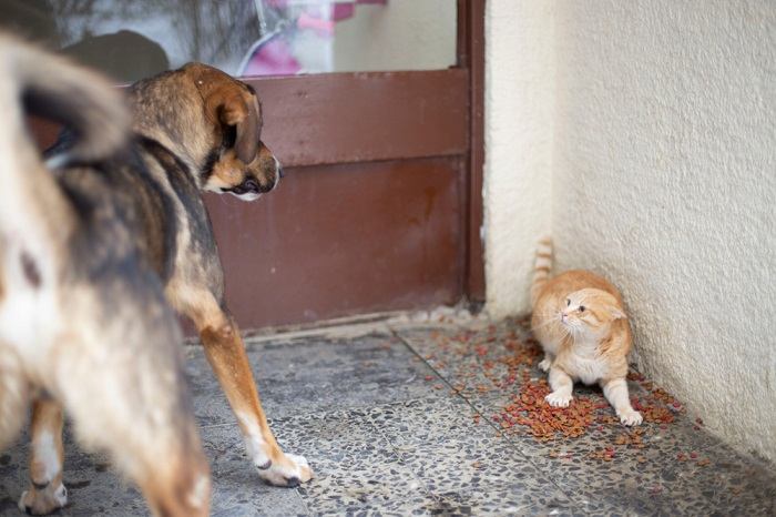 Una imagen entrañable que captura la compañía entre un gato y un perro.