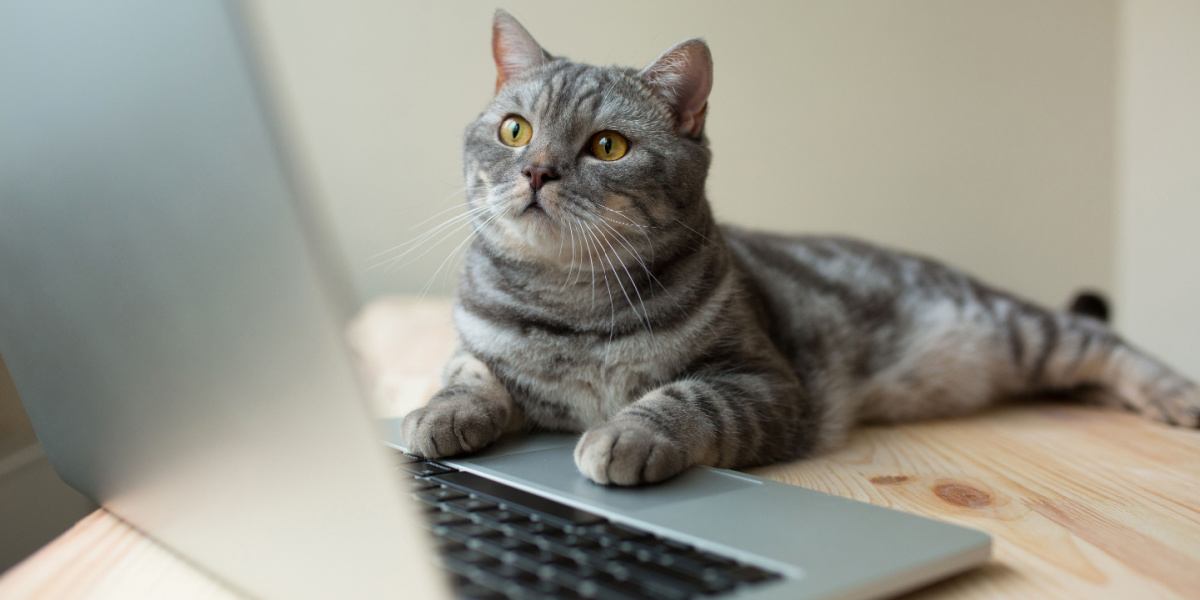 gato mirando la computadora portátil