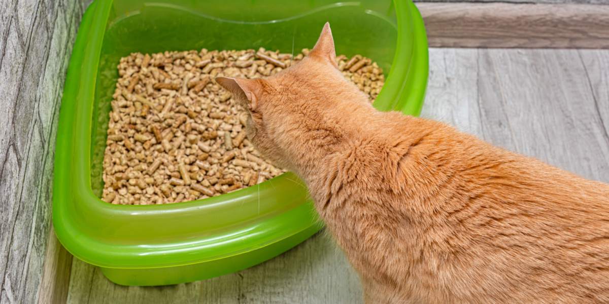 Una imagen que muestra un gato cerca de una caja de arena, que muestra la asociación del gato con su área de eliminación designada.