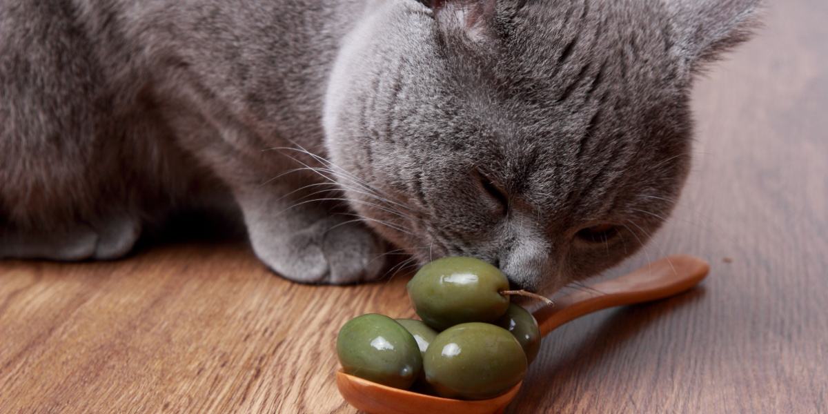 Gato oliendo aceitunas en una cuchara