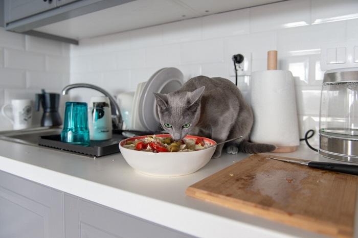 gato comiendo aceitunas en ensalada