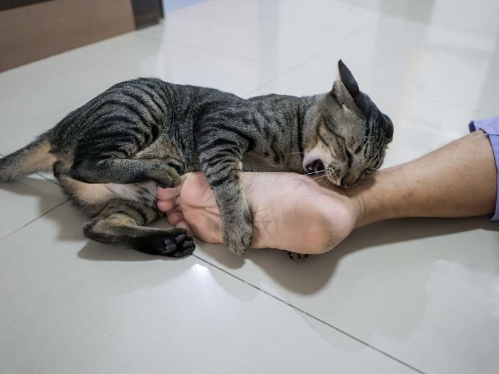 gato mordiendo los pies de su dueño