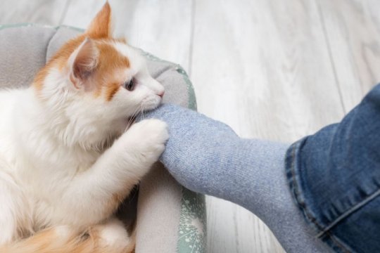 ¿Por qué mi gato me muerde los pies?
