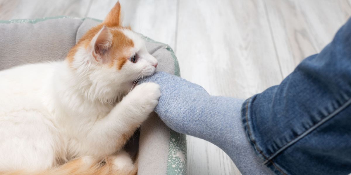 Gato mordiendo los pies juguetonamente.