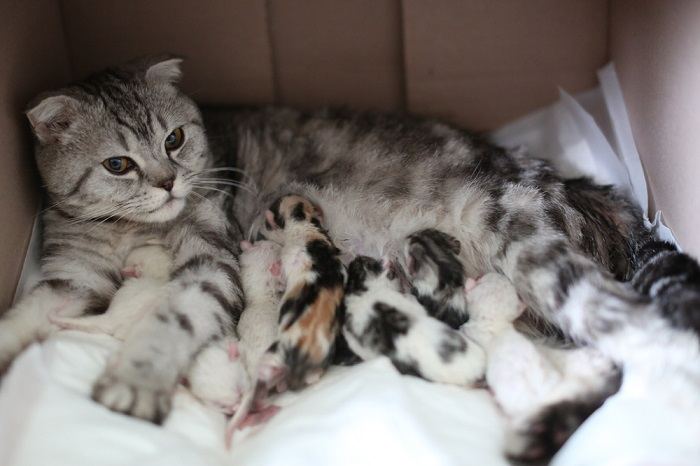 Una gata amamantando a sus gatitos, resaltando el cuidado maternal y el comportamiento nutritivo de las madres felinas.