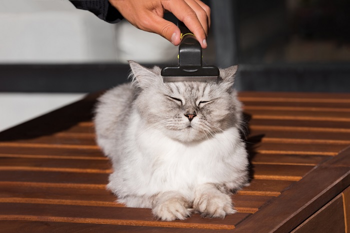 Un adorable gato con pelaje esponjoso blanco y marrón siendo cepillado suavemente por una persona.