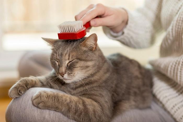 Una imagen de primer plano de un gato gris sereno siendo cepillado por una mano humana.