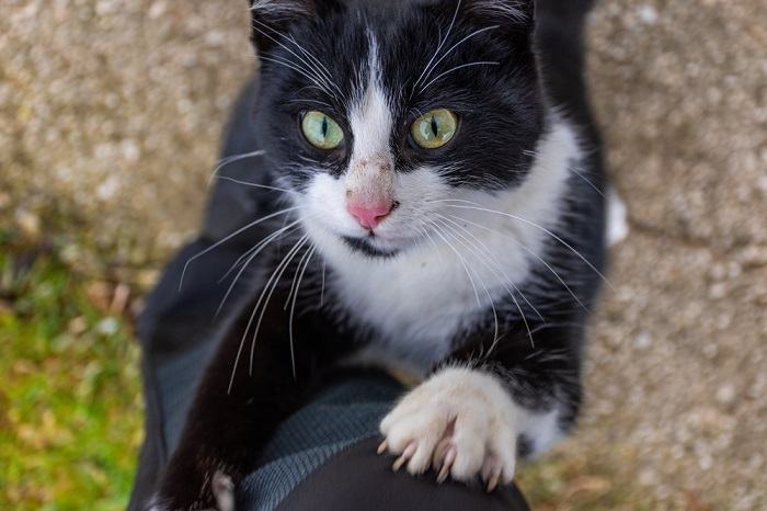 gato mirando al dueño