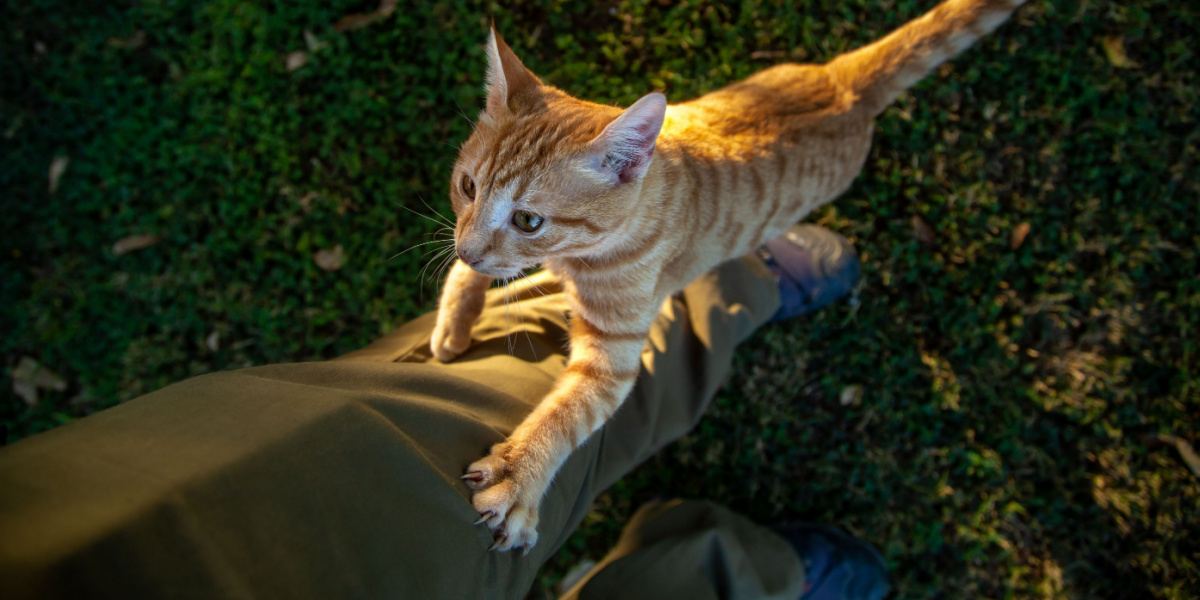 Gato trepando como un árbol