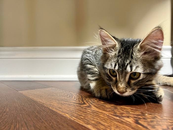 Gato atento con una sola oreja levantada, mostrando curiosidad. La imagen captura la postura alerta y el gran interés del felino.