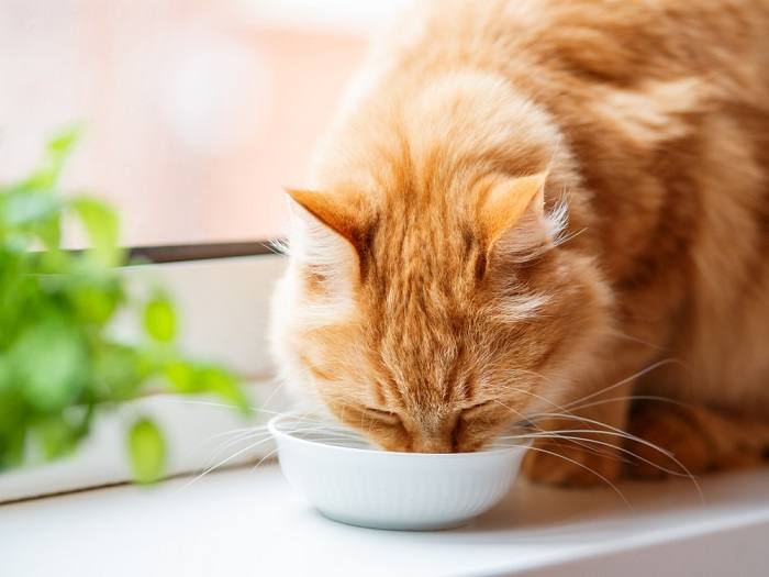 Un gato comiendo, enfatizando la importancia de proporcionar una nutrición adecuada para la salud y el bienestar felino.