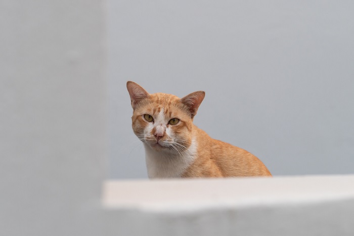 hinchazón de cara de gato