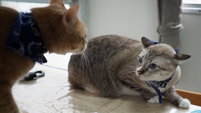 Imagen de dos gatos involucrados en una pelea.