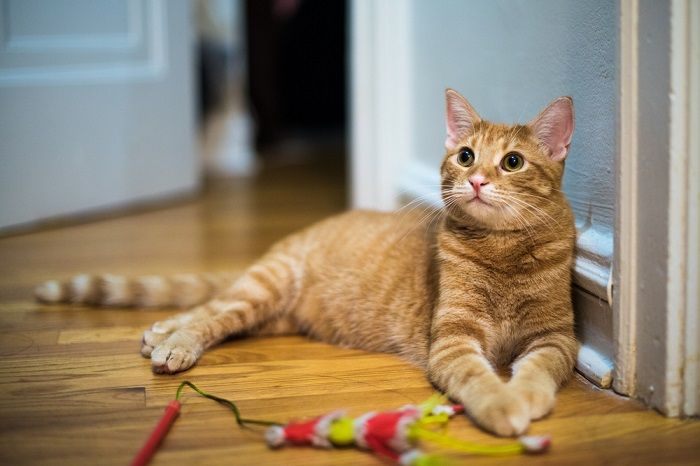 El gato ignora los juguetes