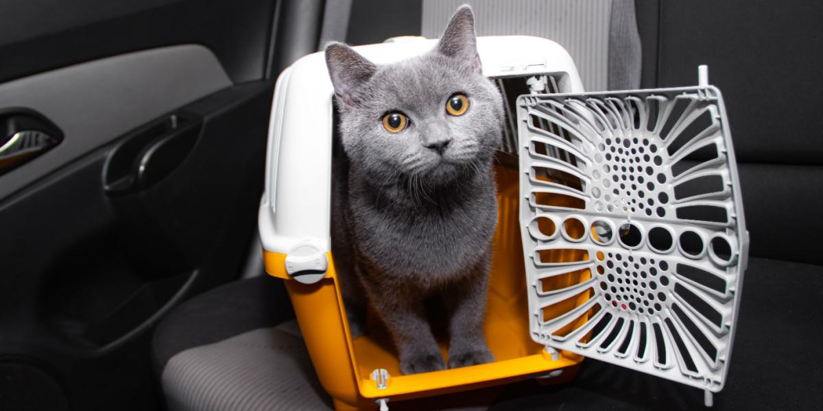 Un gato en un transportador, un método común para el transporte seguro de compañeros felinos durante viajes o visitas al veterinario.