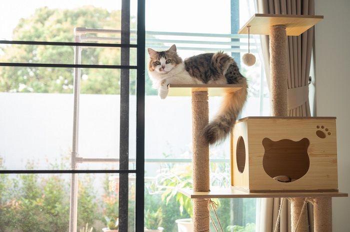 gato en el árbol para gatos