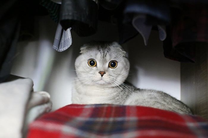 Una imagen evocadora que muestra a un gato asomándose desde un armario, con un aire de curiosidad y precaución.