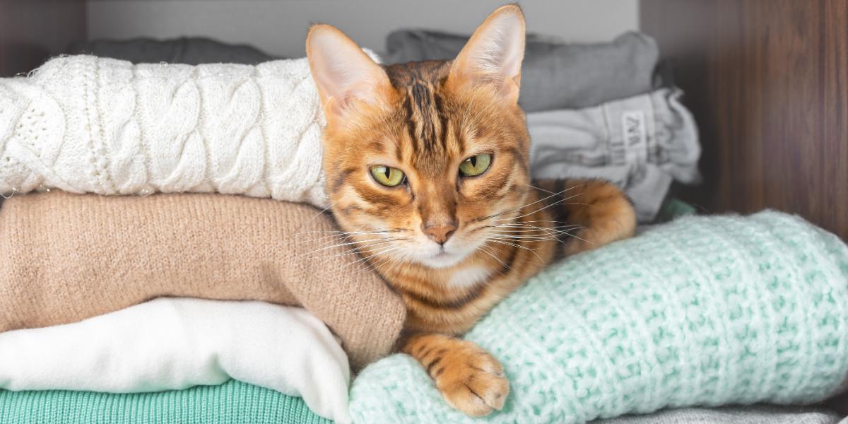 Una imagen que muestra a un gato cómodamente acurrucado dentro de un armario. La escena captura la acogedora elección del gato para esconderse, lo que subraya su tendencia a buscar lugares cómodos y seguros para relajarse.