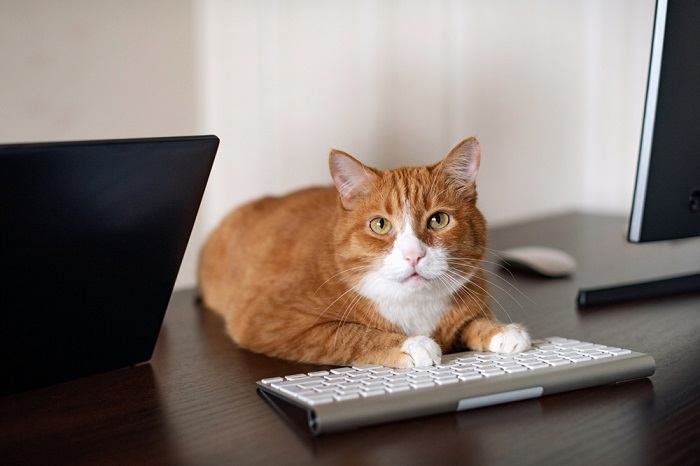 La curiosidad felina se muestra cuando un gato ocupa con confianza un grupo de teclados de computadora.