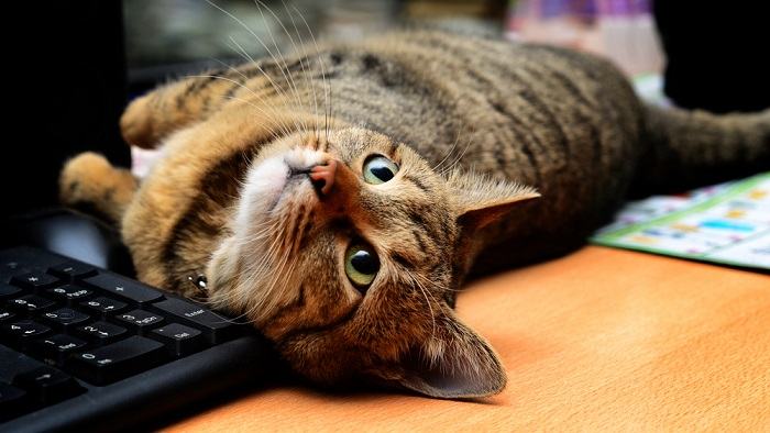 Gato juguetón inmerso en una jungla de teclados de computadora, enfatizando aún más su afinidad por los lugares de descanso poco convencionales.