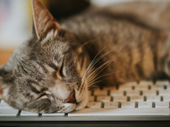 Amusing scene featuring a mischievous cat nestled among computer keyboards.