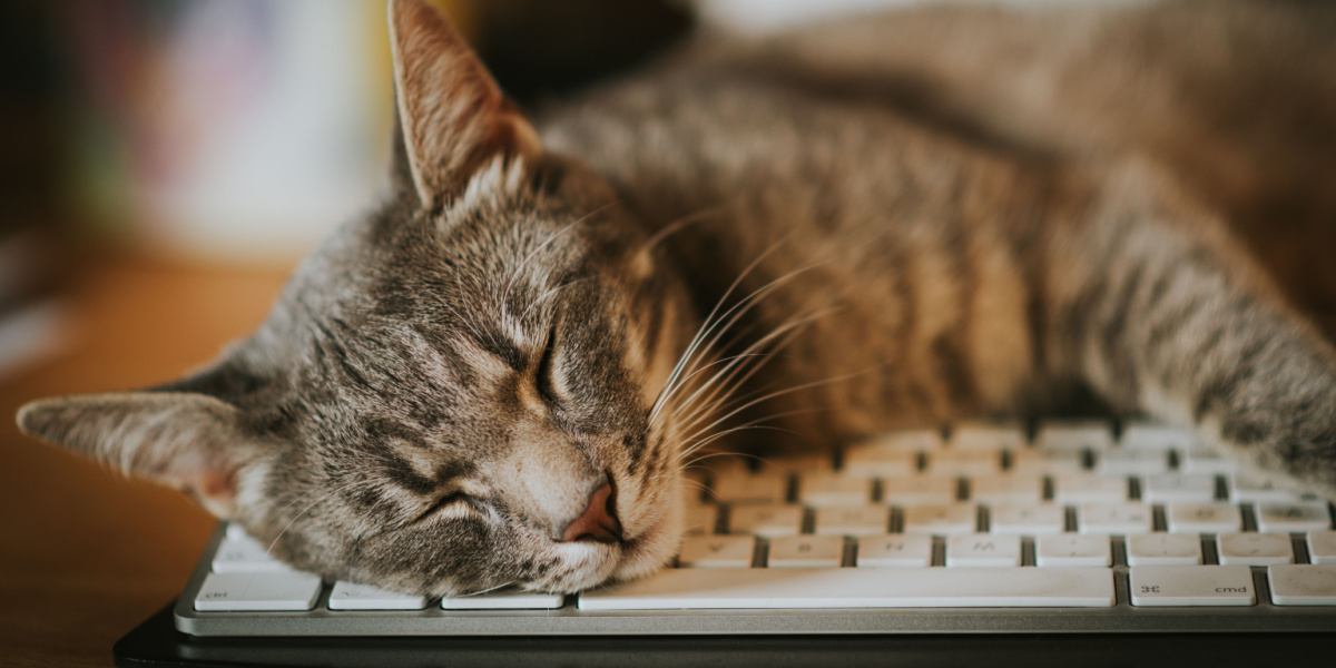 Divertida escena protagonizada por un gato travieso acurrucado entre teclados de computadora.