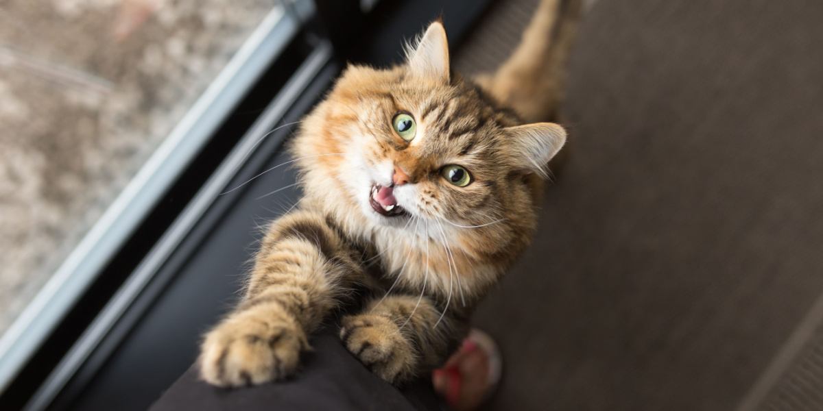 La imagen captura a un gato cómodamente situado entre las piernas de una persona, mostrando un momento acogedor e íntimo de compañía felino-humana.