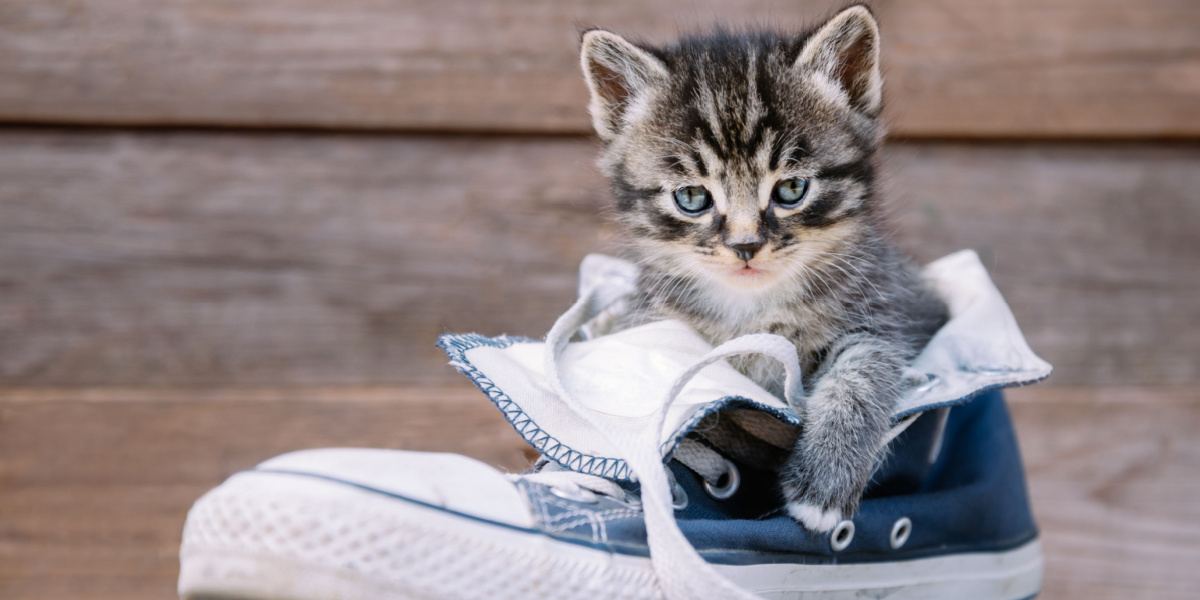 Divertida imagen de un gato explorando con curiosidad un par de zapatos.