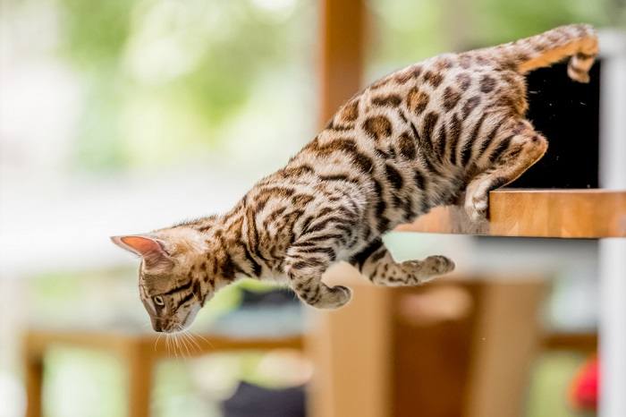 Gato saltando o brincando