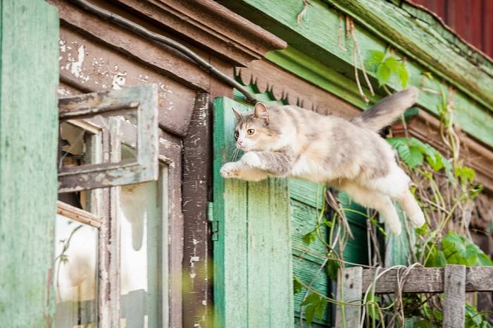 Gato en pleno salto