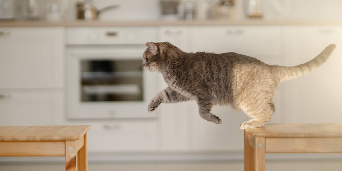 Gato saltando en el aire