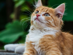 A cat looking up with curiosity or attention, displaying feline behavior.