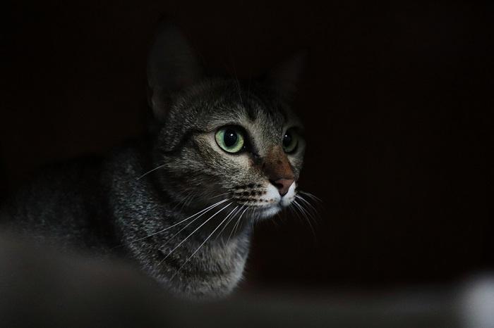 gato en la oscuridad