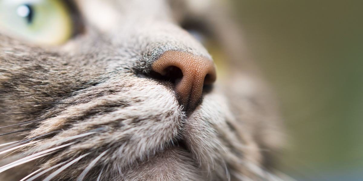 Una imagen de cerca de la nariz de un gato, que muestra su textura, patrón y bigotes sensibles únicos, que contribuyen a su excepcional sentido del olfato y la exploración.