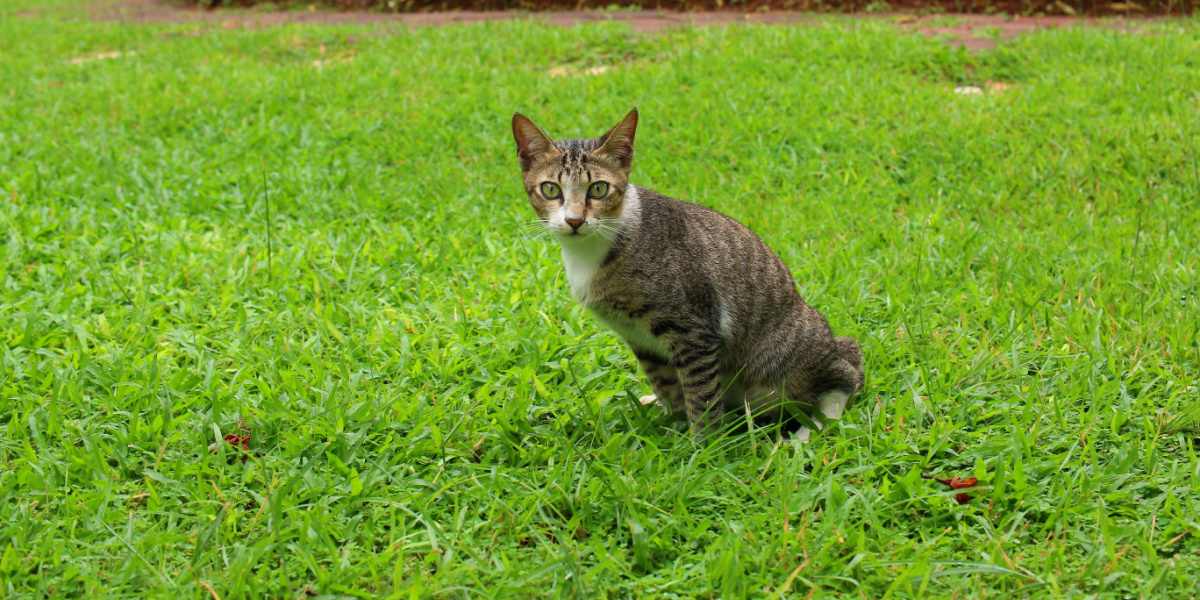 Una imagen que ilustra un gato orinando en un jardín.