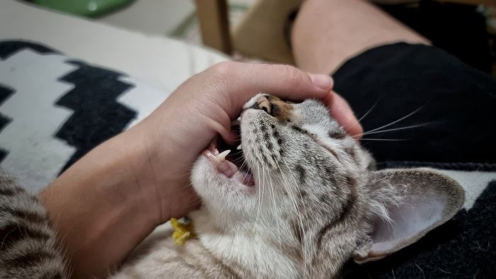 Un gato jugando y mordiendo a un humano, mostrando un comportamiento de juego felino típico.