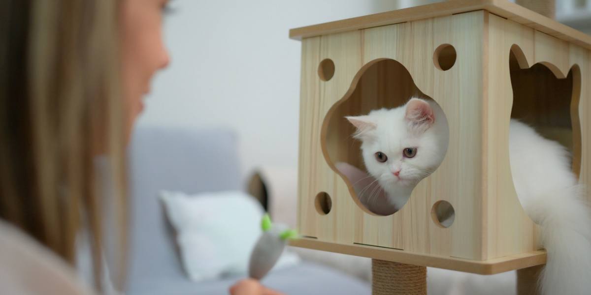 Imagen de un gato jugando.