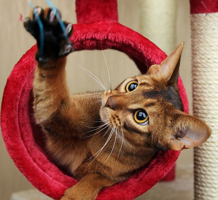 Un gato jugando, exhibiendo un comportamiento de juego felino típico.