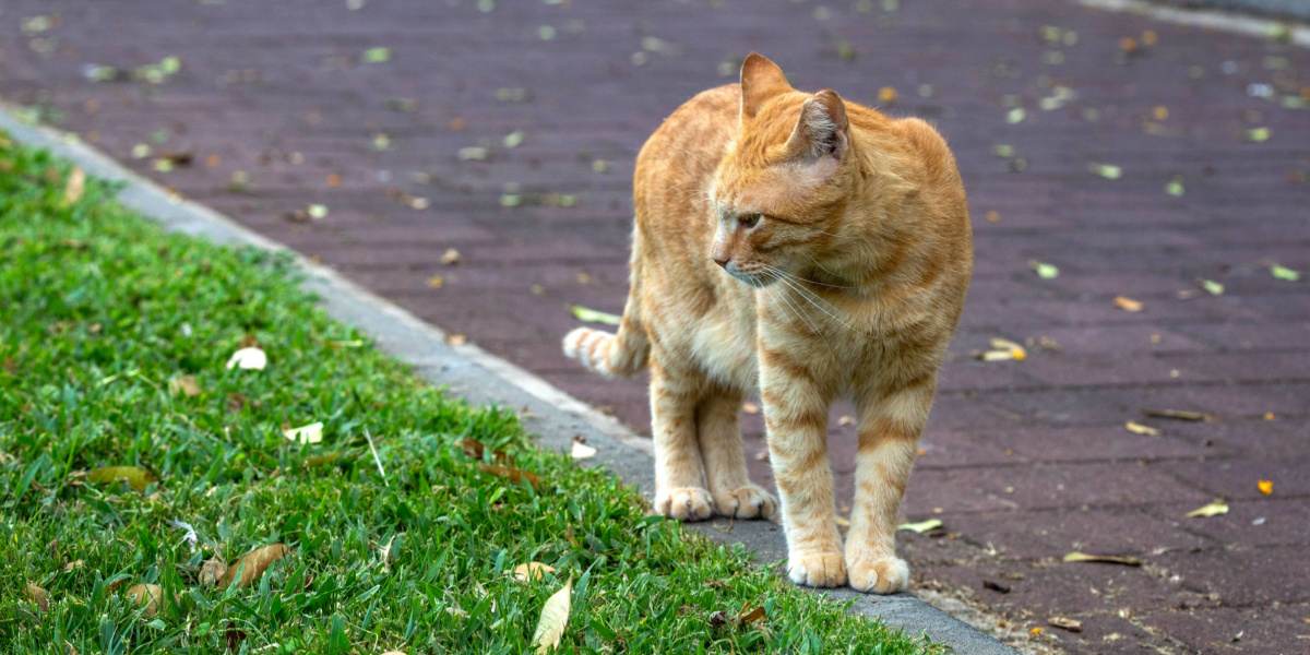 Gato explorando o deambulando en un espacio