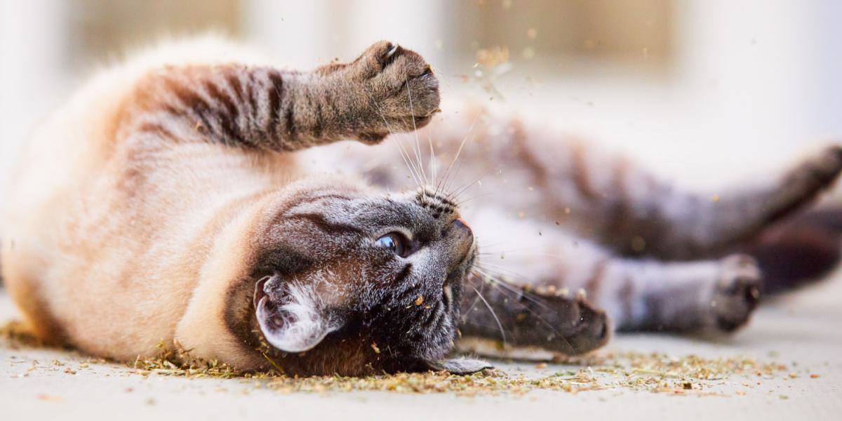 Gato revolcándose en hierba gatera