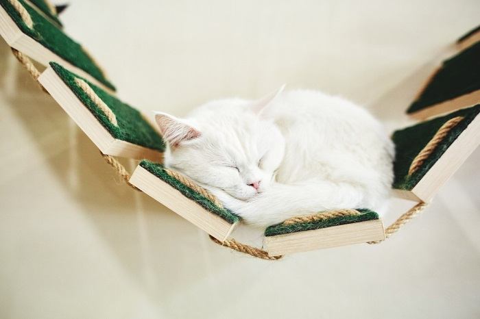 Un gato durmiendo pacíficamente en un estante, mostrando un lugar de descanso felino común.