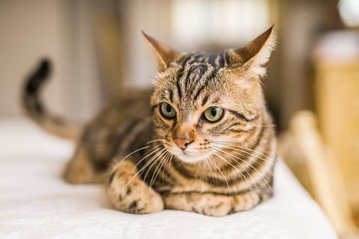 Gato que muestra un lenguaje corporal preocupado