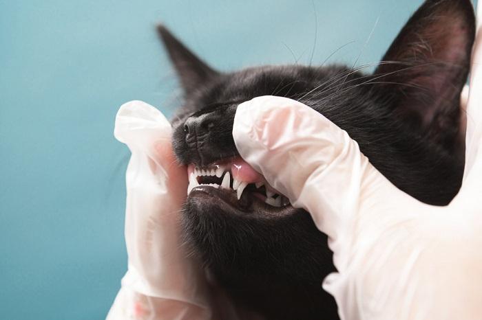 Una vista de cerca de la boca abierta de un gato, mostrando sus dientes afilados y limpios.