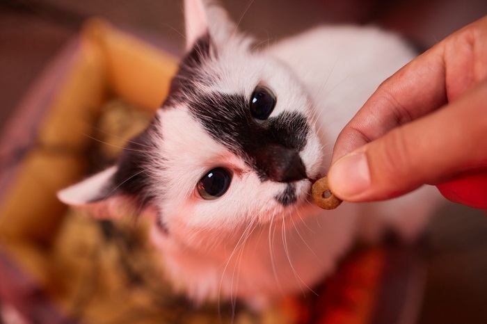 Golosinas para gatos, una recompensa especial para los compañeros felinos como parte de su dieta y entrenamiento.