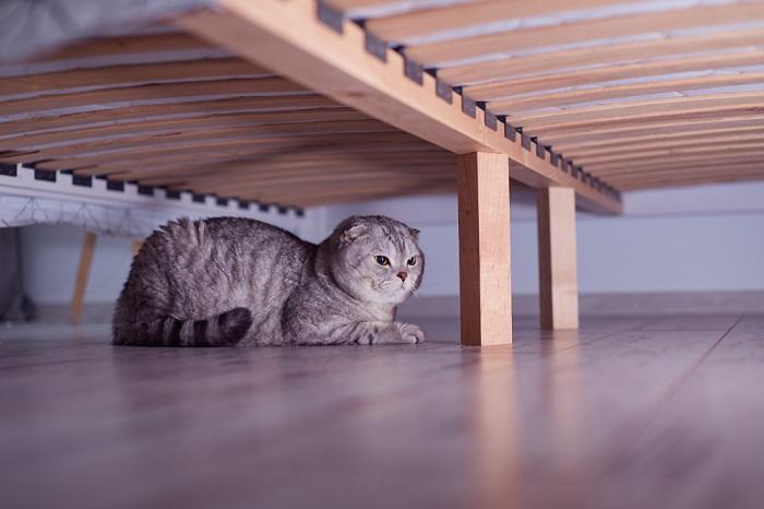 El gato se esconde debajo de la cama